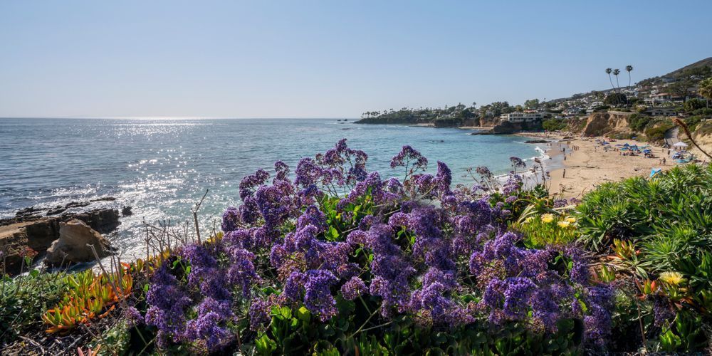 Sea Lavender at Heisler Park | Laguna Beach Coastal Wall Art