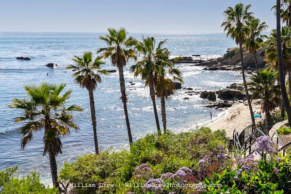 Palm Trees and Purple Flowers California Removable Wallpaper by William Drew Photography
