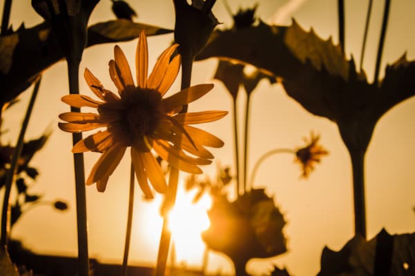 Wildflower Sunset Minnesota Art by William Drew Photography
