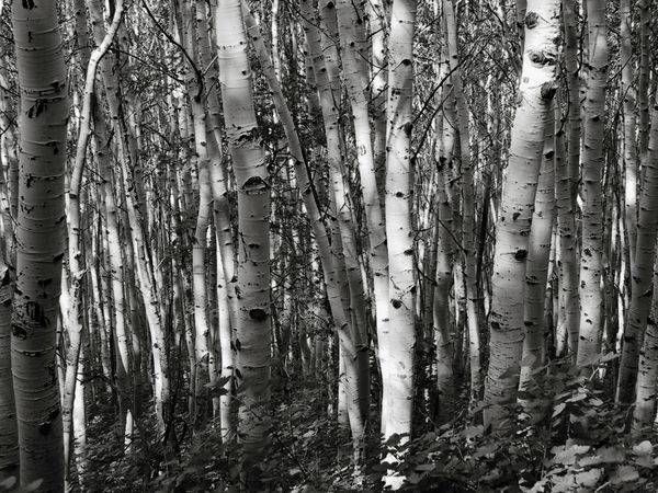 Aspen Heaven