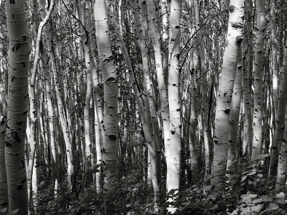 Aspen Heaven