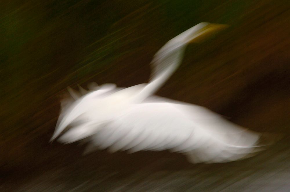 Fluid Motion