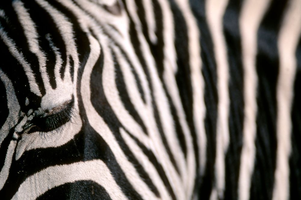 Grants Zebra