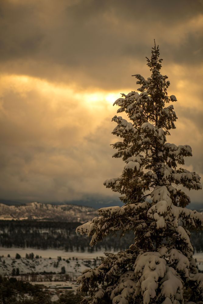 Golden Watchman