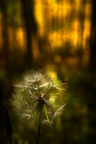 Deep Forest Dandylion