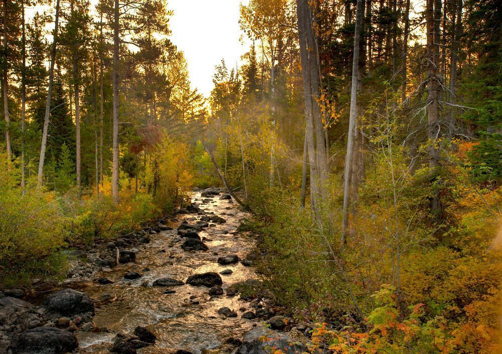 Mountan Stream