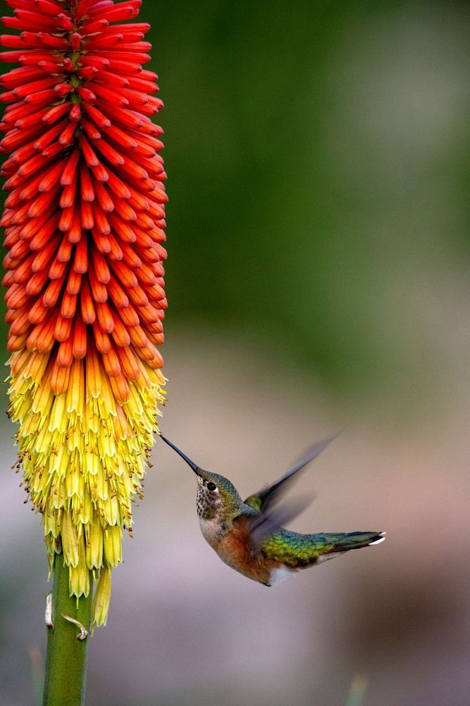 Licking A Hot Poker