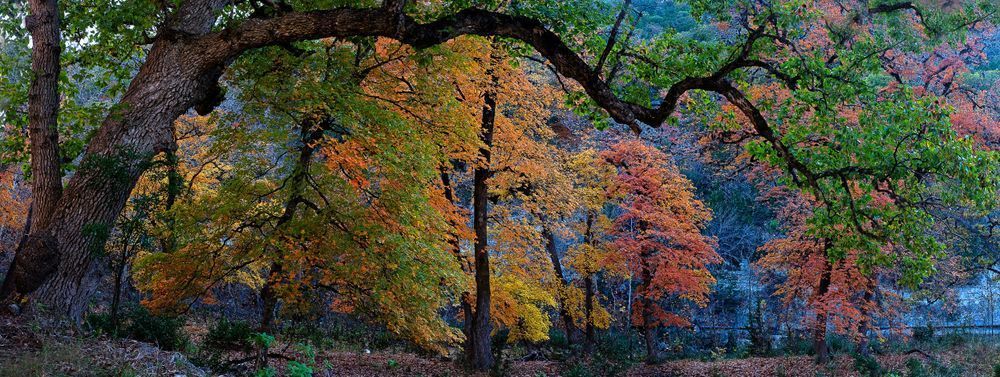 Maple Beauty