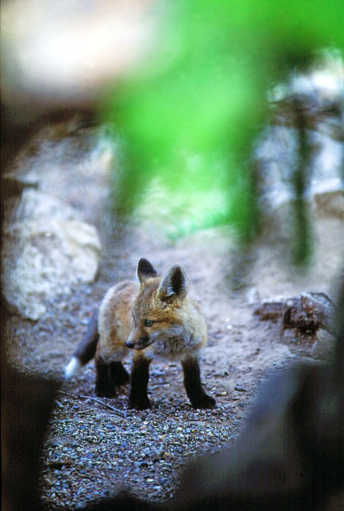 Red Fox