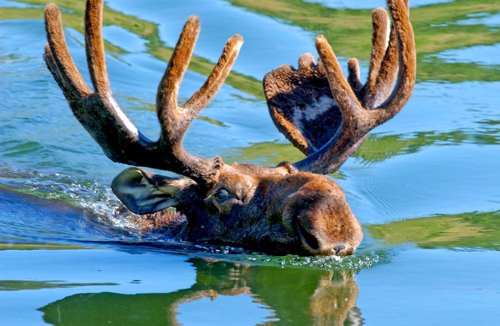 Moose