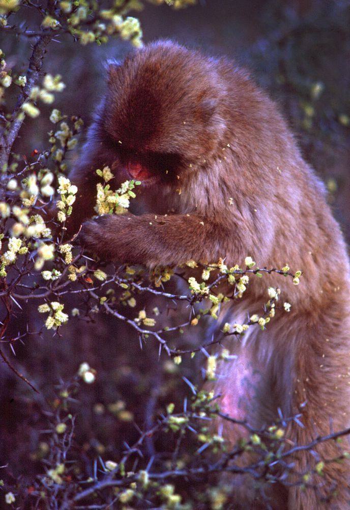 Snow Monkey Smelling The Flowers