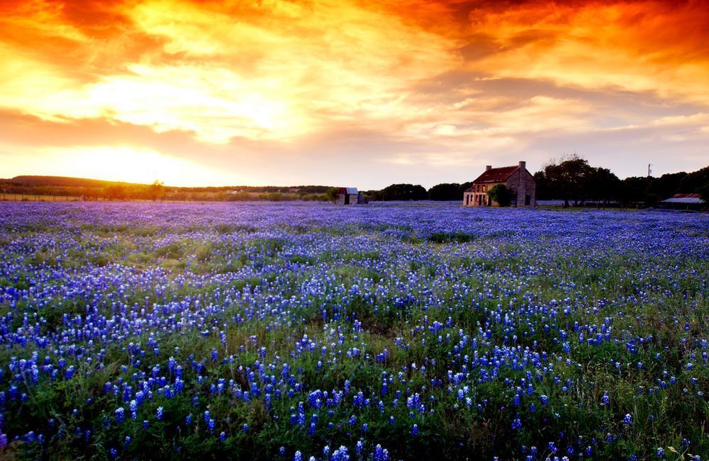 Bluebonnet House