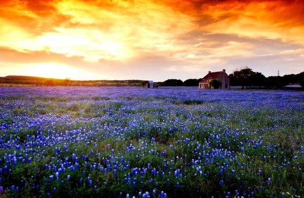 Bluebonnet House