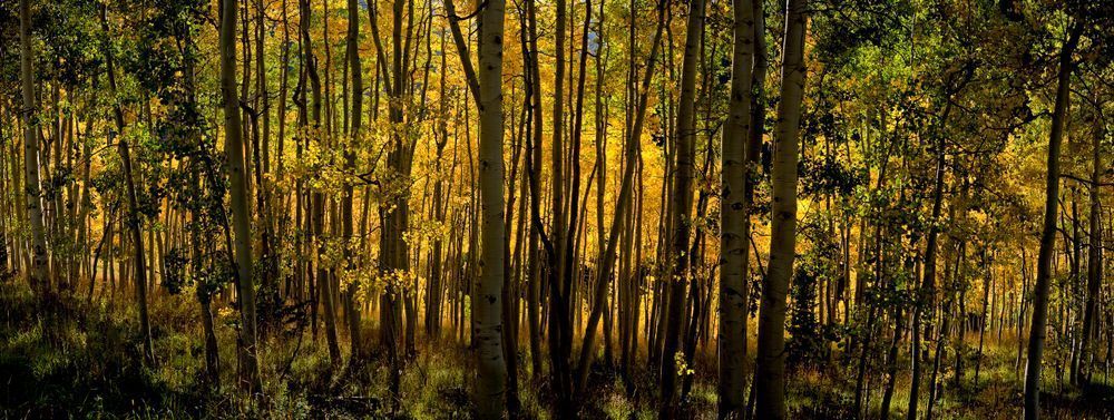 Wrapped In Aspens