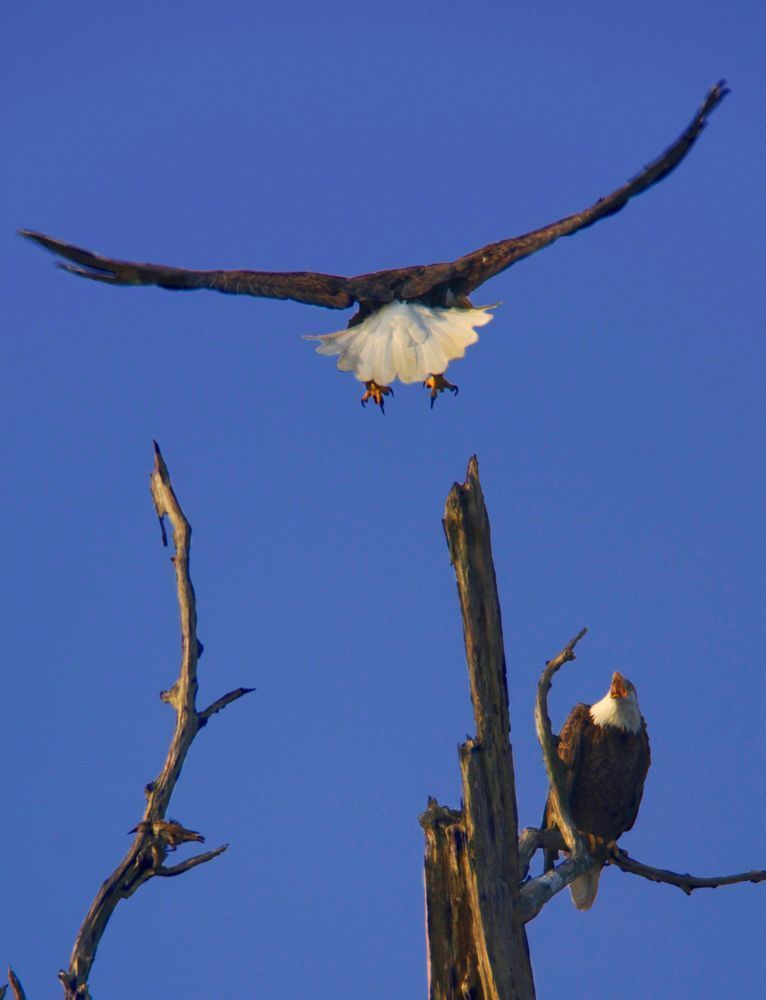 The Eagles