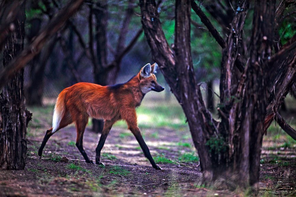 Maned Wolf