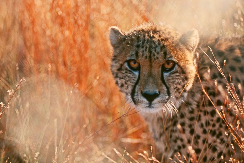 Cheetah cub at Fossil Rim Ranch, Texas.