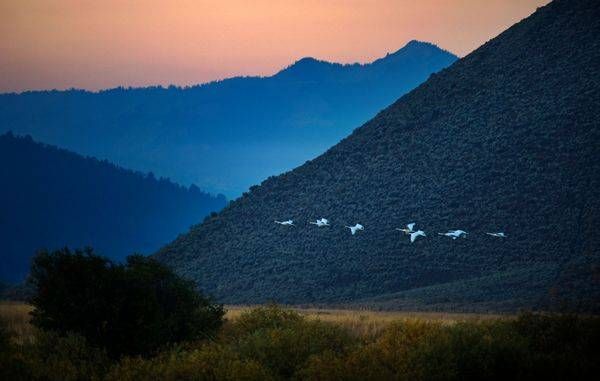 Flying Wild