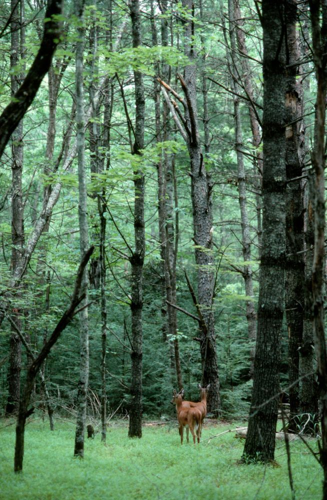 White tail deer, Cades Cove, Tennessee.
