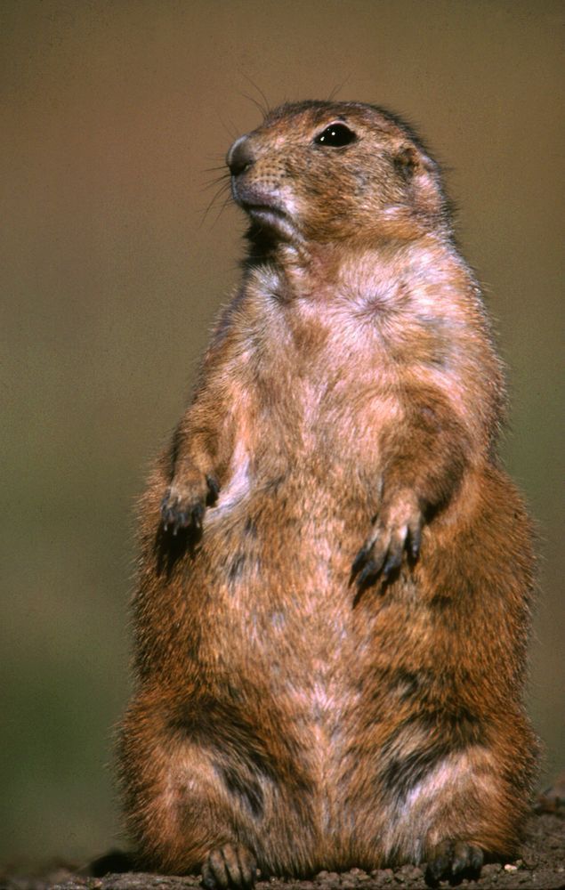 Prairie Dogs in Custer state Park in South Dakota.