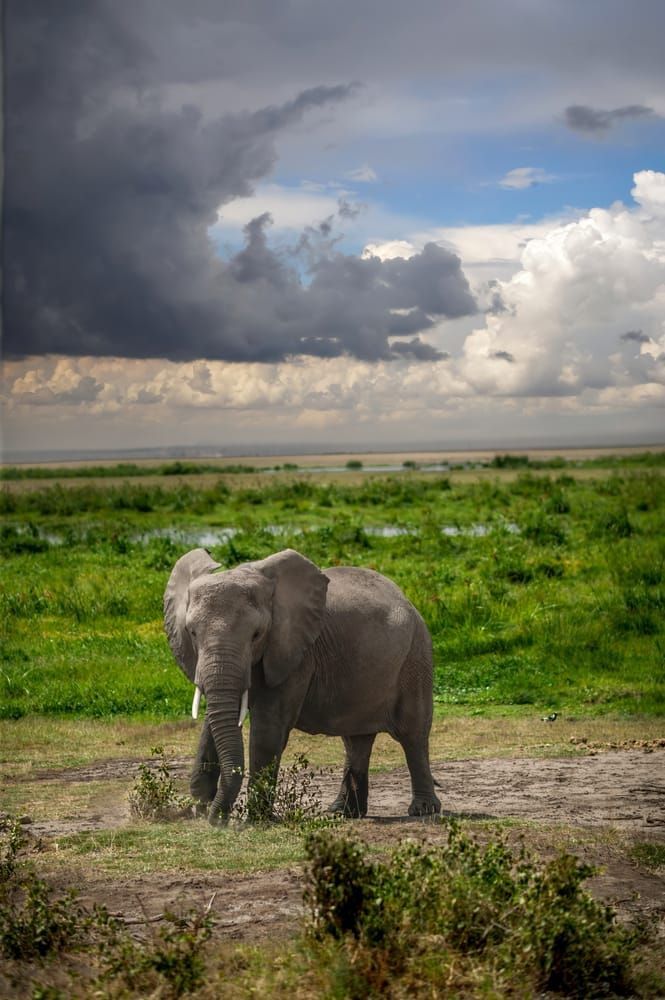 On The Edge Of The Herd Art | The Frame Gallery