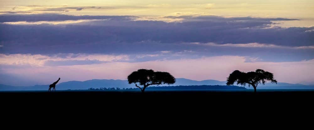 Three Tree's Art | The Frame Gallery