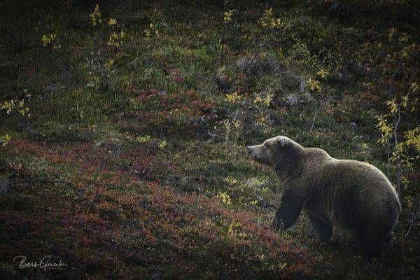 Grizzleytundra Asf Epic Left Photography Art | Barb Gonzalez Photography