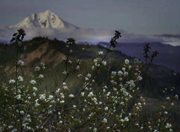 Coffin Mountainwhiteflowersnow Photography Art | Barb Gonzalez Photography