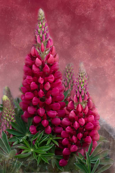 Hot pink lupine on textured background flower photo for sale by Barb Gonzalez Photography