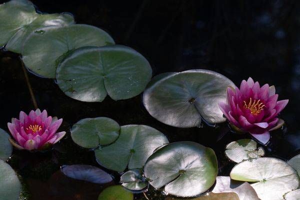 Water Liilies Photography Art | Barb Gonzalez Photography