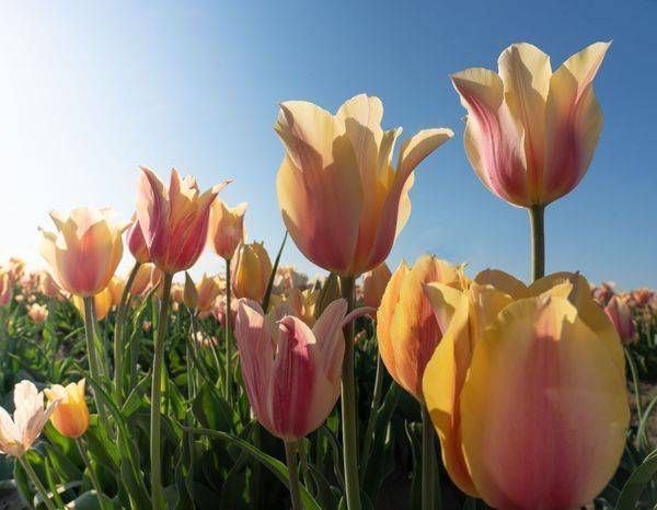 Pastel Tulips Against Blue Sky Photography Art | Barb Gonzalez Photography