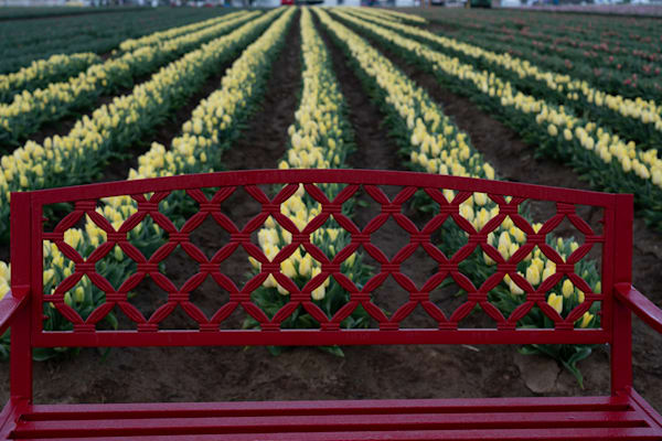 Red Bench And Tulips Photography Art | Barb Gonzalez Photography