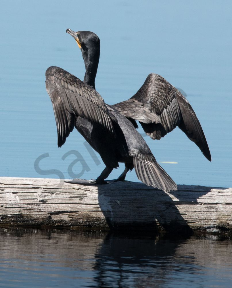 Double-crested cormorant wings spread photo
