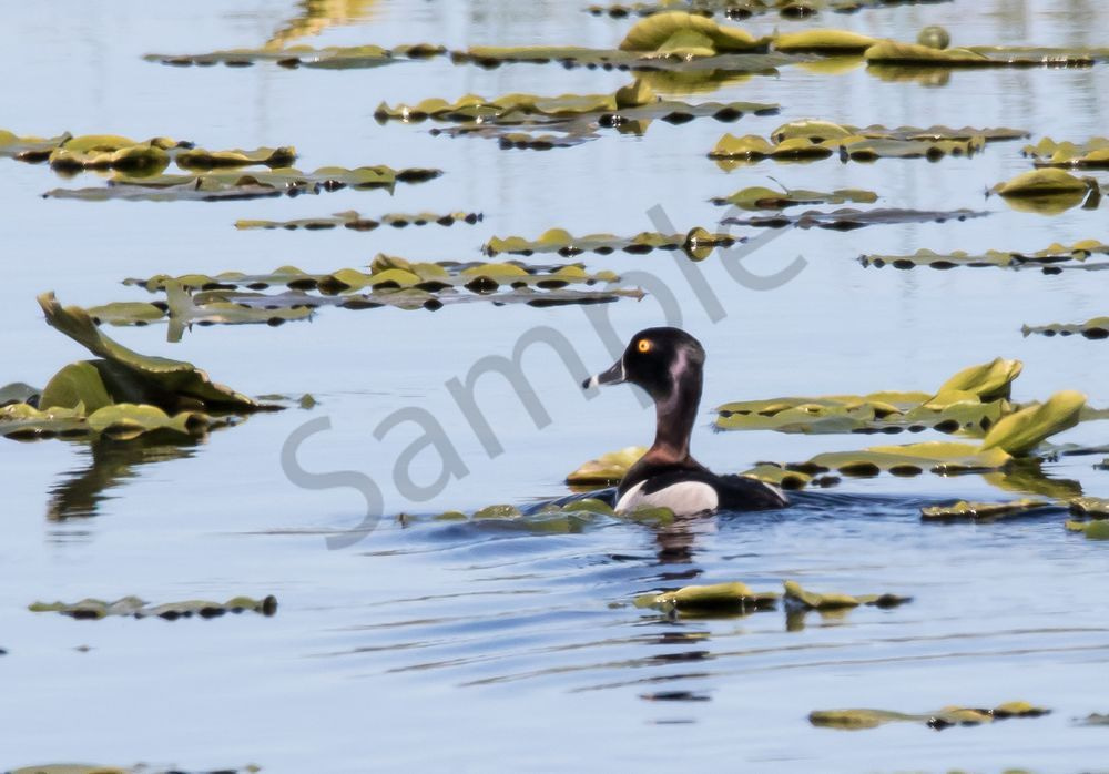 ring-necked duck and lily pads photo
