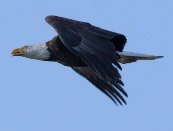 Bald Eagle flight photo