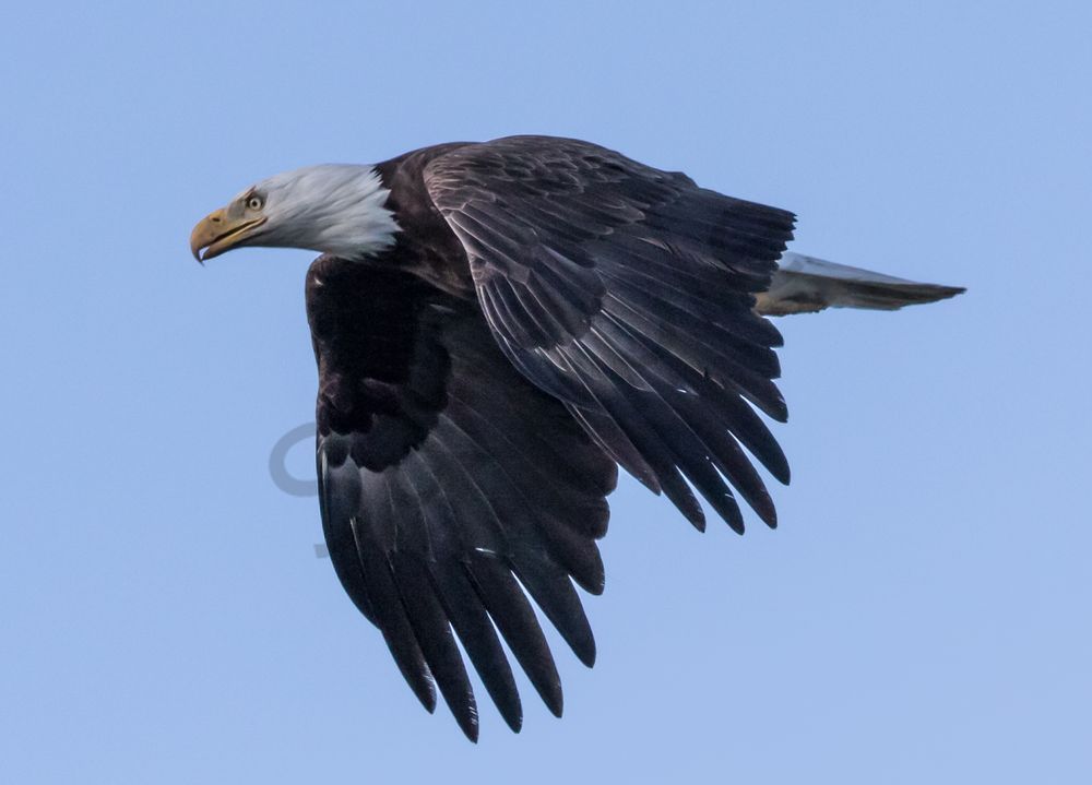 Bald Eagle flight-Wings Down Photo