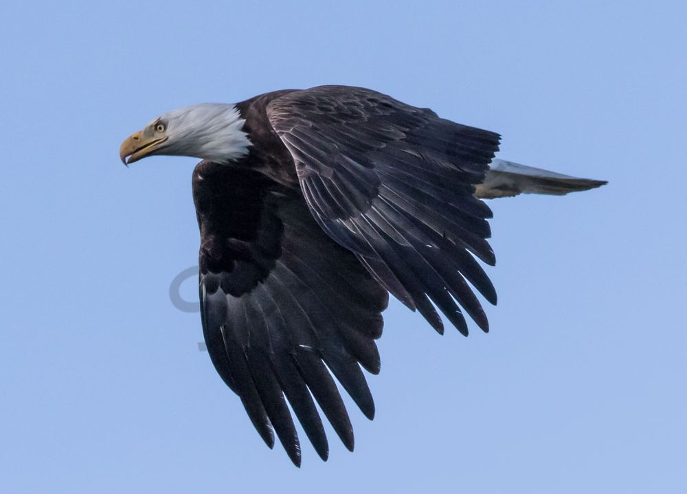 Bald Eagle flight-Wings Down Photo
