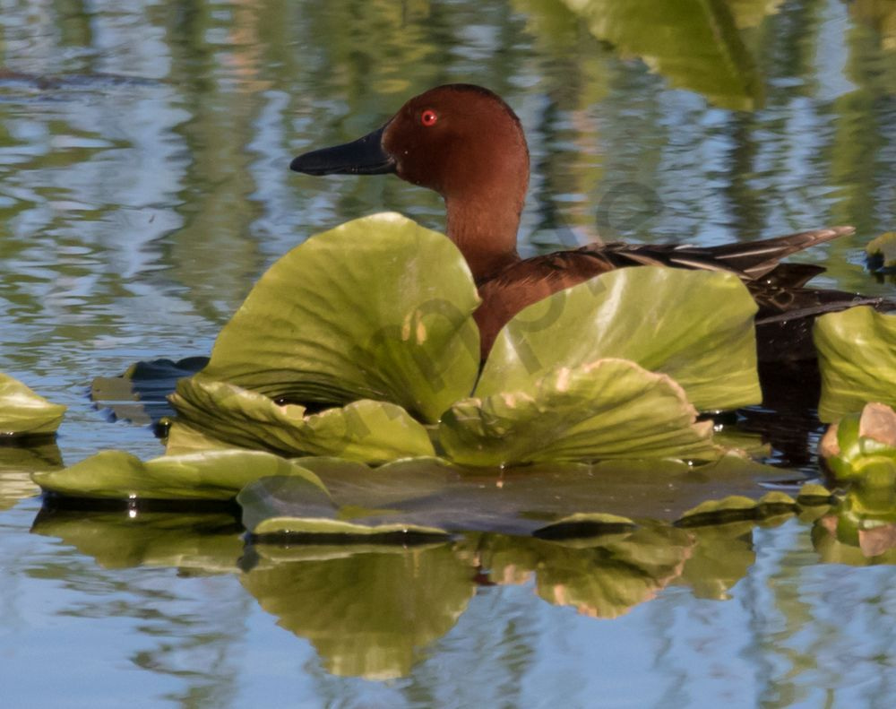 Cinnamon Teal Duck in Lily Pad Photo