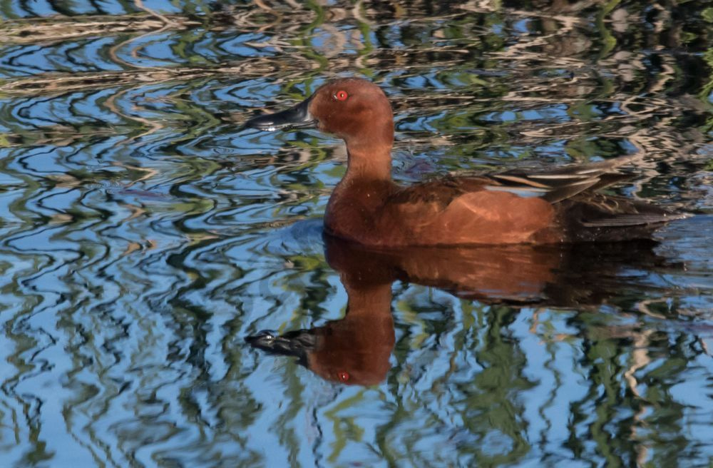 Cinnamon Teal Duck in abstract Photo