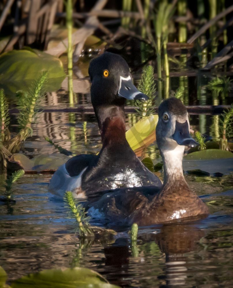 Ring-necked duck couple photo