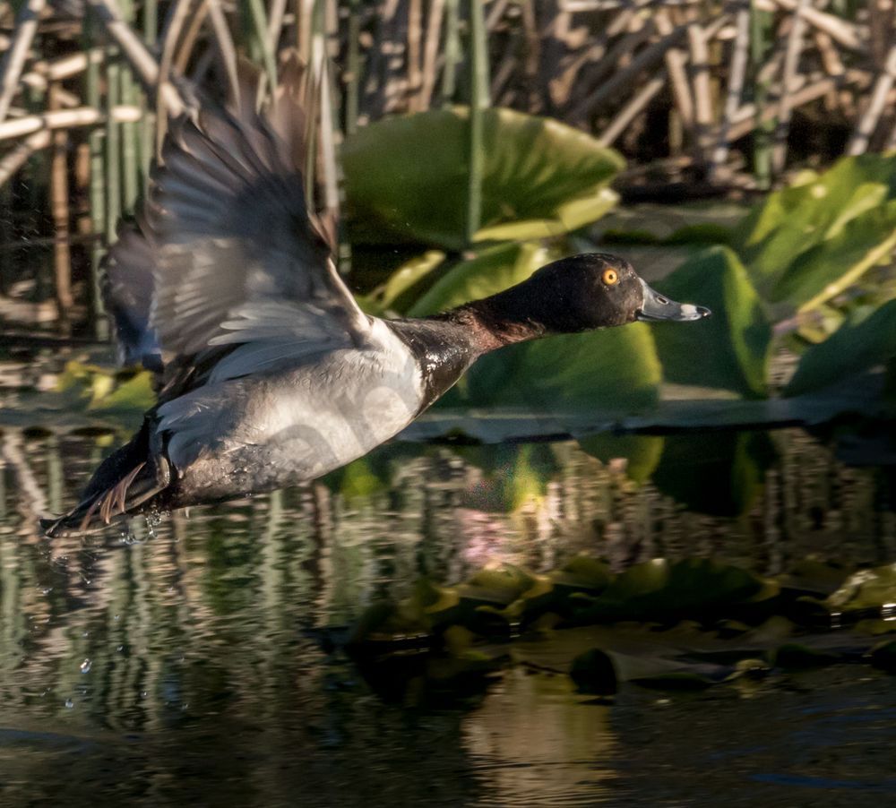 Ring-necked Duck Take Off Photo