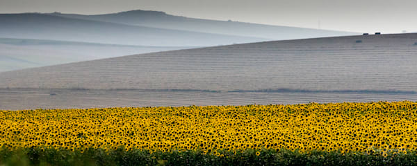 Sunflower Fields Outside Seville, Spain Photography Art | Barb Gonzalez Photography