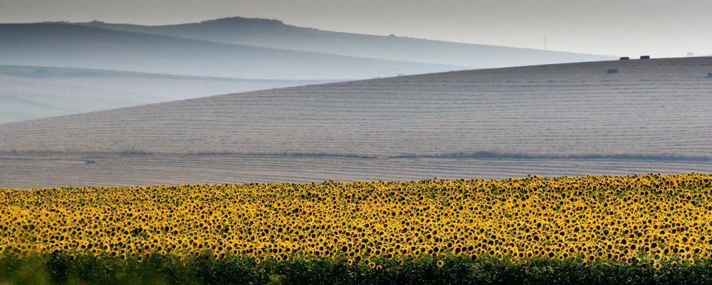Sunflower Fields Outside Seville, Spain Photography Art | Barb Gonzalez Photography