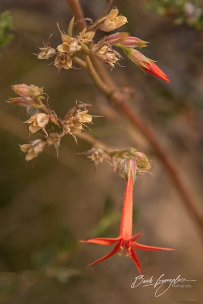 Scarlet Gilia wildflower golden fine art photo by Barb Gonzalez Photography