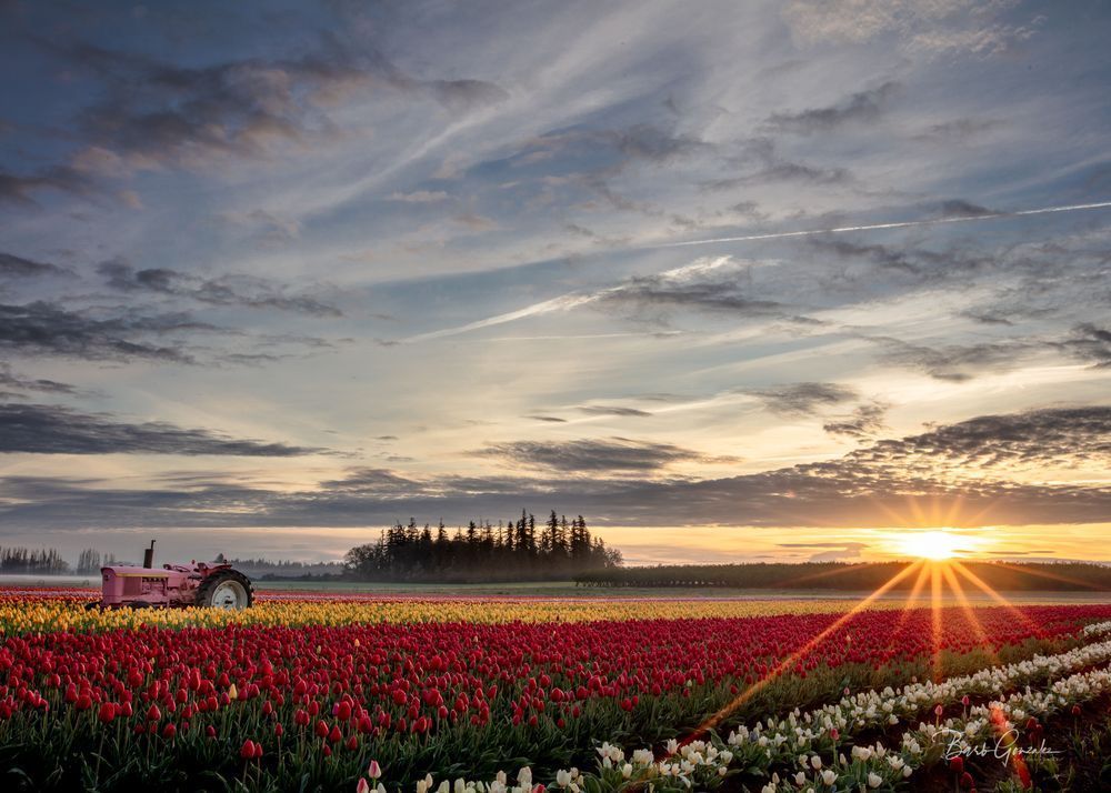 Sunrise over tulip fields and pink tractor of Woodburn Wooden Shoe tulip festival photo for sale by Barb Gonzalez Photography 