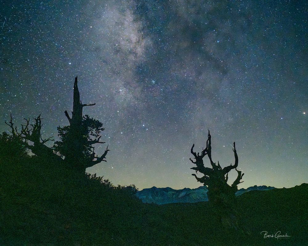 2 Bristlecone Milky Way Photography Art | Barb Gonzalez Photography