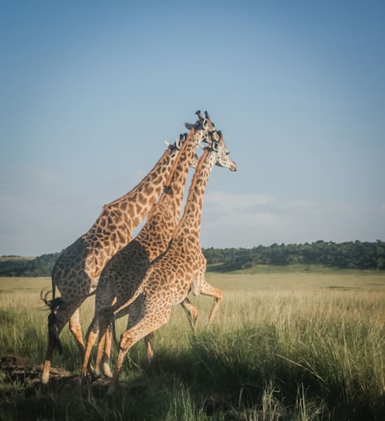 3 Running Giraffes Photo- Wildlife fine art photography in Canvas, Metal and Archival Print