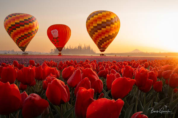 3balloonstulipscolor Photography Art | Barb Gonzalez Photography