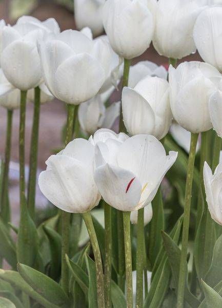 White Tulips  Stripe Photography Art | Barb Gonzalez Photography