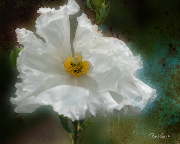 Unique Beautiful Flower Photos for sale--Barb Gonzalez Photography